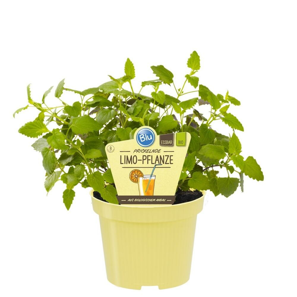  Duo D'herbes Pour Limonade - 1x Herbe à Cola Et 1x Herbe à Limonade En Qualité Bio - 2 Plantes Aromatiques En Pot De 12cm