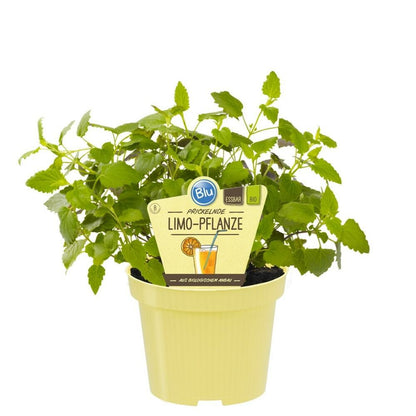  Duo D'herbes Pour Limonade - 1x Herbe à Cola Et 1x Herbe à Limonade En Qualité Bio - 2 Plantes Aromatiques En Pot De 12cm