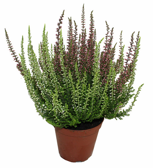  Bruyere Calluna Bicolore Garden Girls P10cm