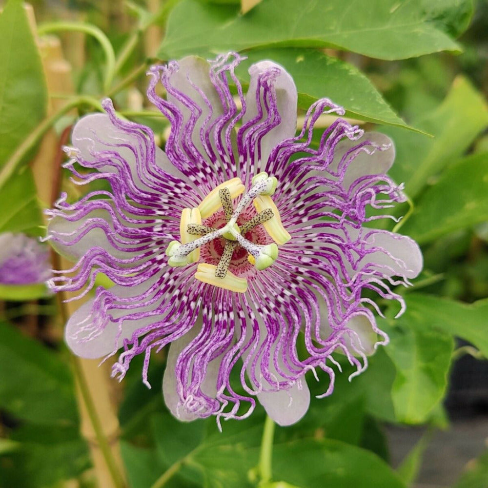  Passiflore Cooltropics® Eia Popeia®/[-]pot De 3l - Echelle Bambou 60/120 Cm