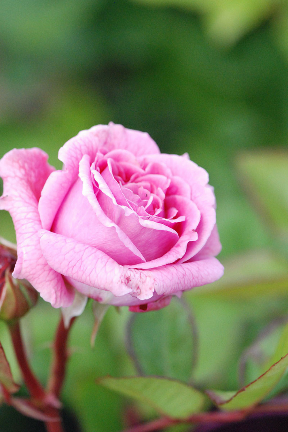  Rosier Parfuma 'madame De Maintenon' ? - En Pot De 4 Litres