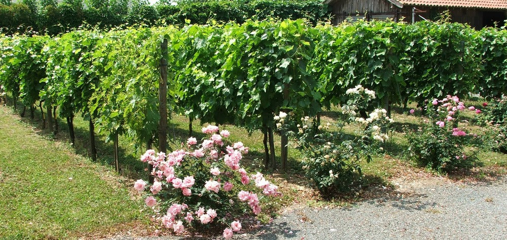  Vigne DATTIER DE ST VALLIER-résistant-Conteneur 2L-Taille 90cm-vendu à L'unité