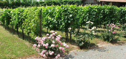  Vigne DATTIER DE ST VALLIER-résistant-Conteneur 2L-Taille 90cm-vendu à L'unité