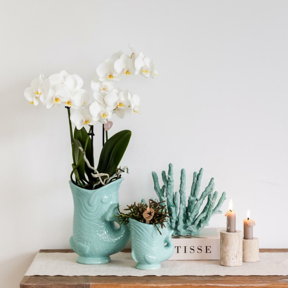  Kolibri Orchids Orchidée Phalaenopsis Blanche - Amabilis + Pot à Poisson Turquoise - Taille De Pot 9cm