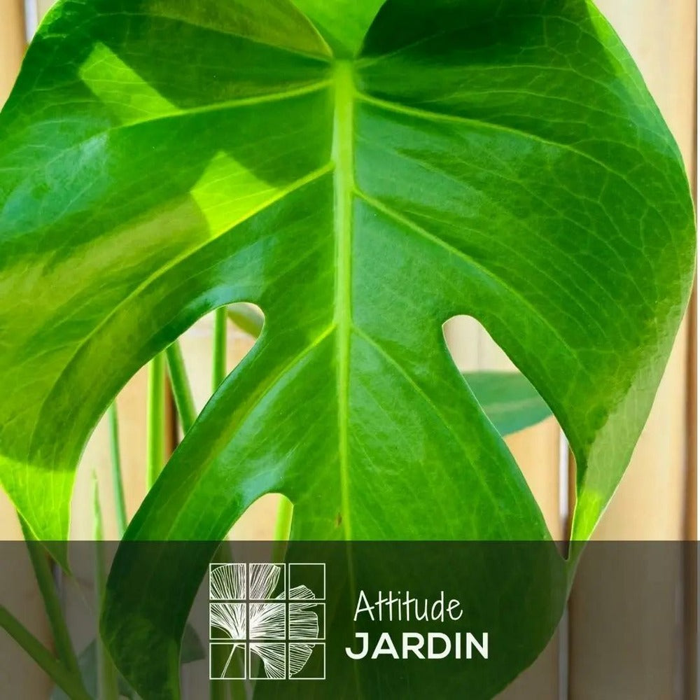  Monstera Deliciosa - Plante Trouée - Purificateur D'air - ↕ 45-50 Cm - ⌀ 14 Cm - Plante D'intérieur