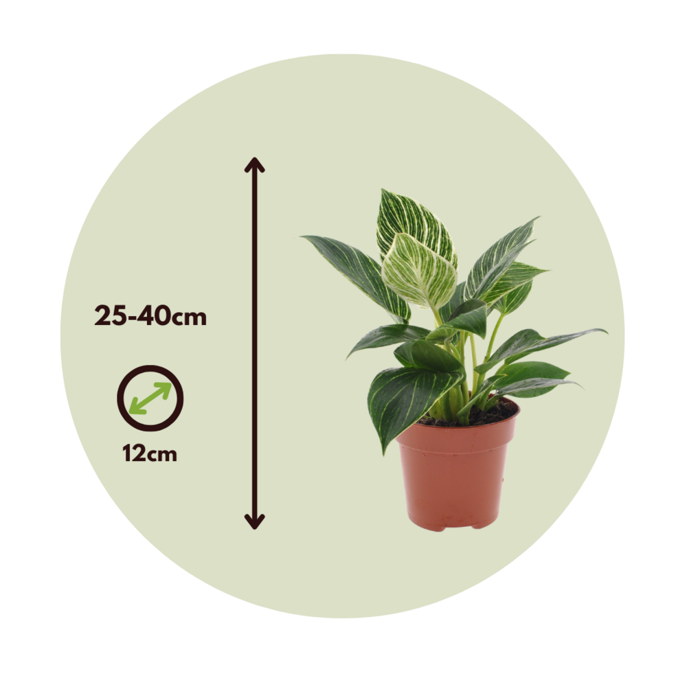  Plante Verte - Philodendron 'white Wave' - Hauteur 25-40cm - ⌀12cm