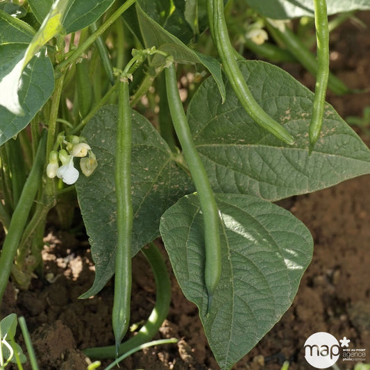  Plants De Haricots 'Crockett' F1 : Barquette De 6 Plants