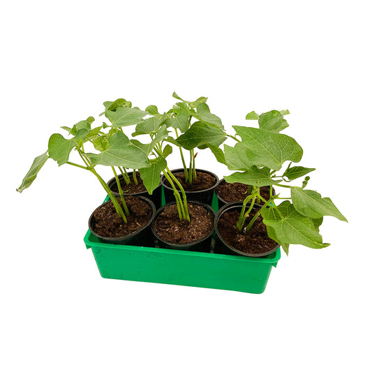  Plants De Haricots 'Crockett' F1 : Barquette De 6 Plants