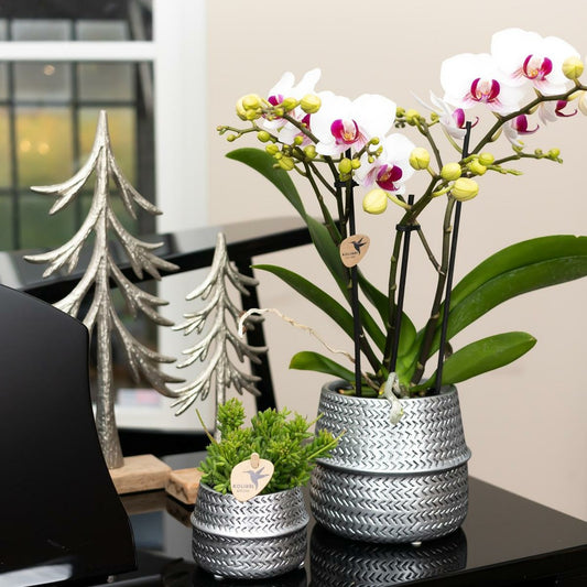  Orchidées Colibris - Orchidée Phalaenopsis Blanche - Gibraltar Minéral - Taille Du Pot 9cm