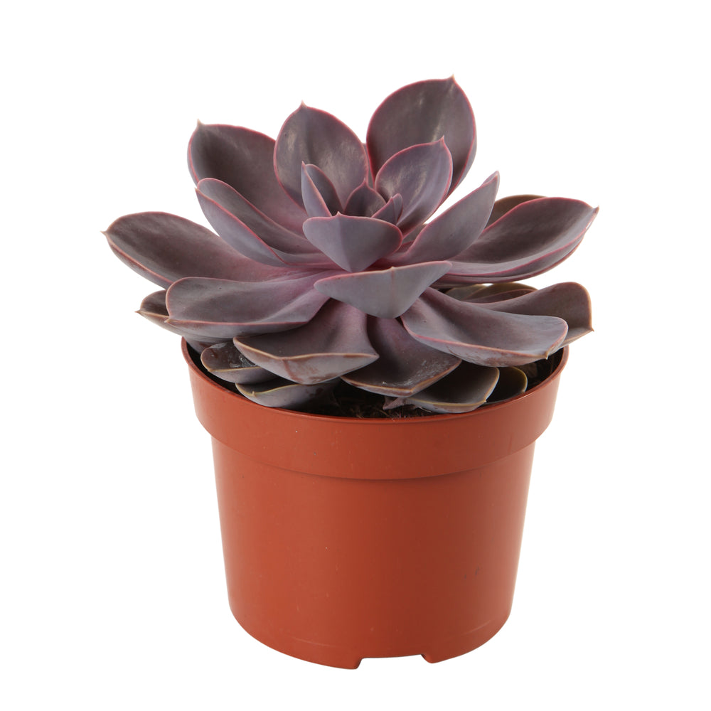  Plantes Grasses, Variétés Variables - Pot D12cm