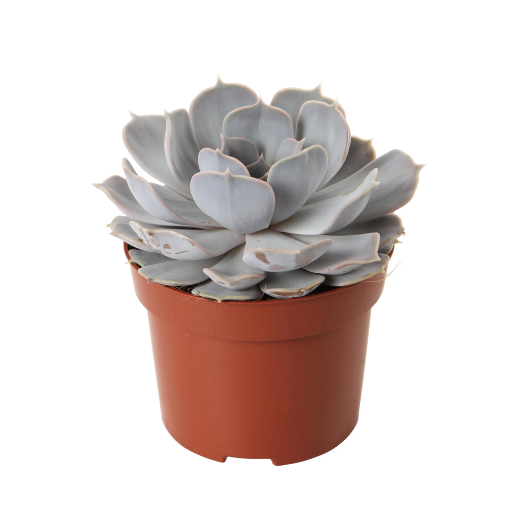  Plantes Grasses, Variétés Variables - Pot D12cm