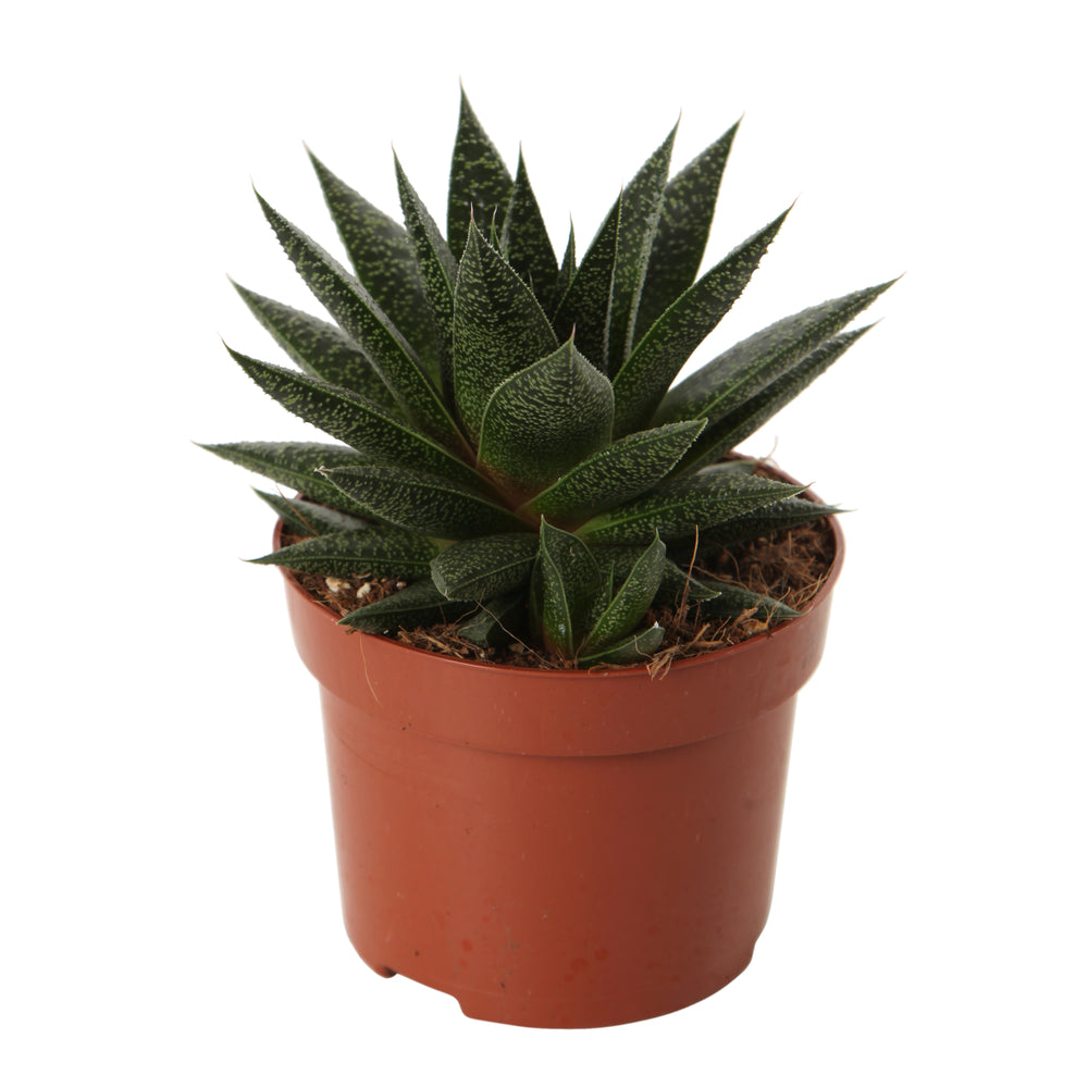  Plantes Grasses, Variétés Variables - Pot D12cm