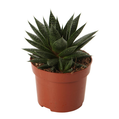  Plantes Grasses, Variétés Variables - Pot D12cm