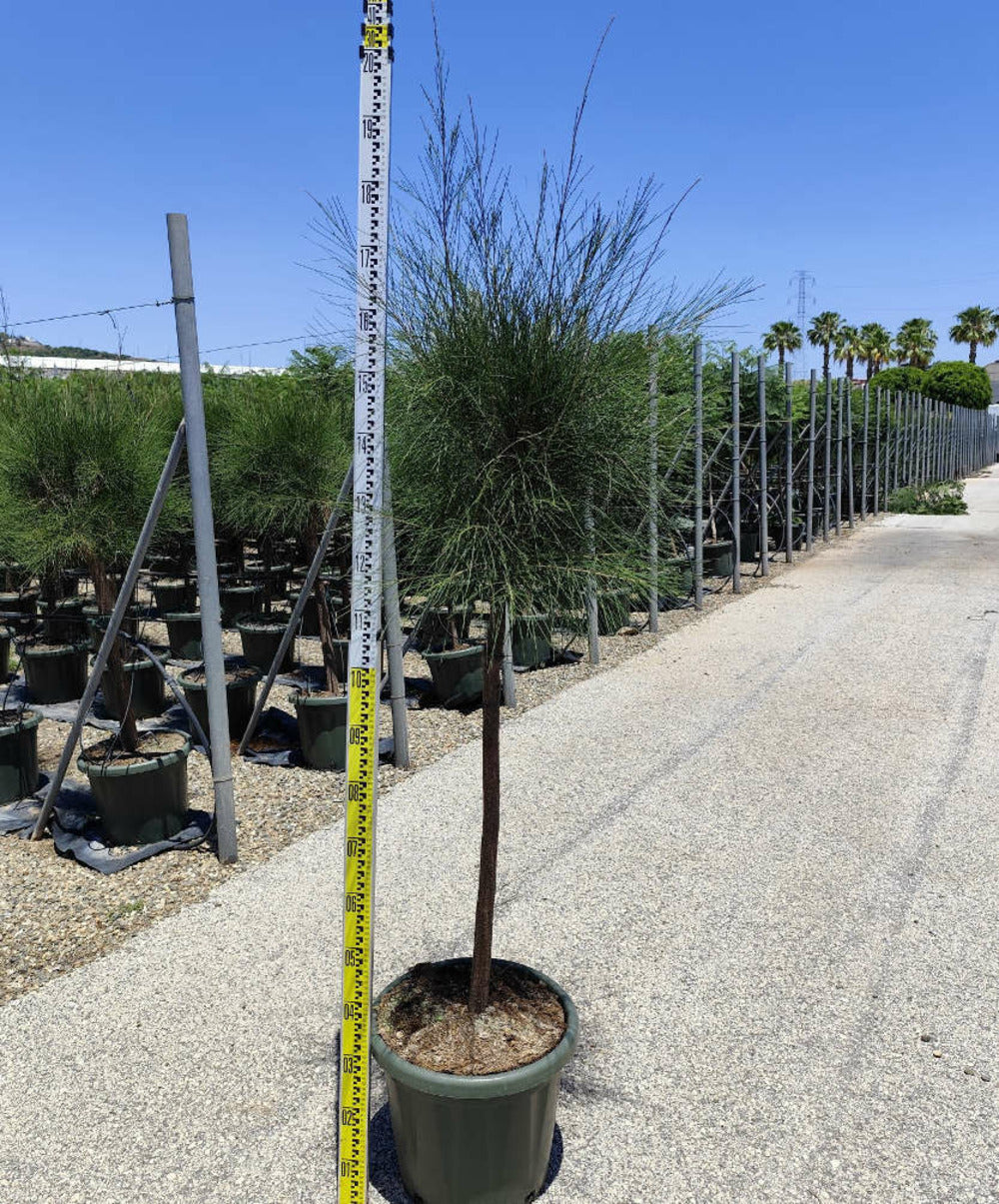 Casuarina Cunninghamiana (filao) Pot De 25l- 125/150cm