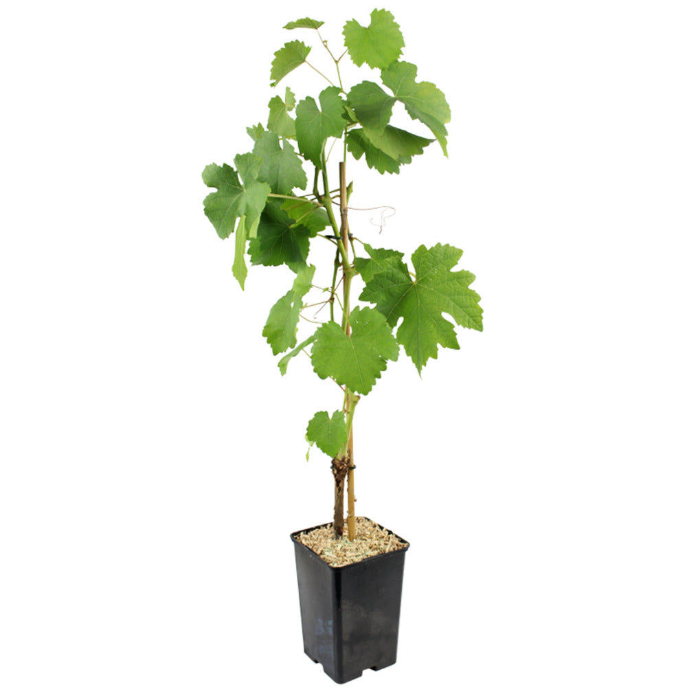 Vigne Italia Pot 1,3 L