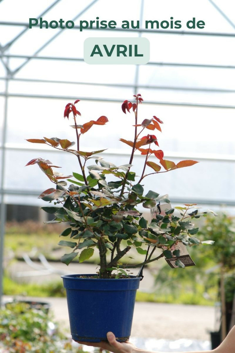  Rosier Décorosiers ? 'crazy Pink Voluptia ?' - En Pot De 5 Litres