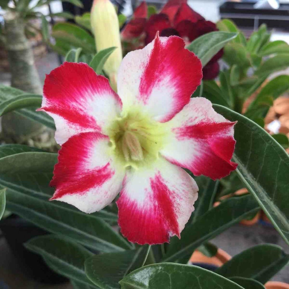  Adenium Obesum Cv.thep-pra-tan Caudex D'environ 300g 20/25cm