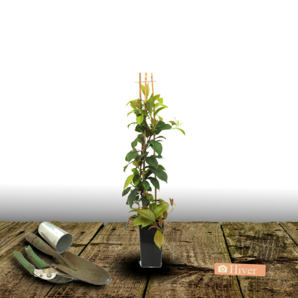  Hortensia Grimpant Seemanii/[-]pot De 3l - Echelle Bambou 60/120 Cm