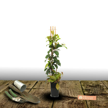  Hortensia Grimpant Seemanii/[-]pot De 3l - Echelle Bambou 60/120 Cm