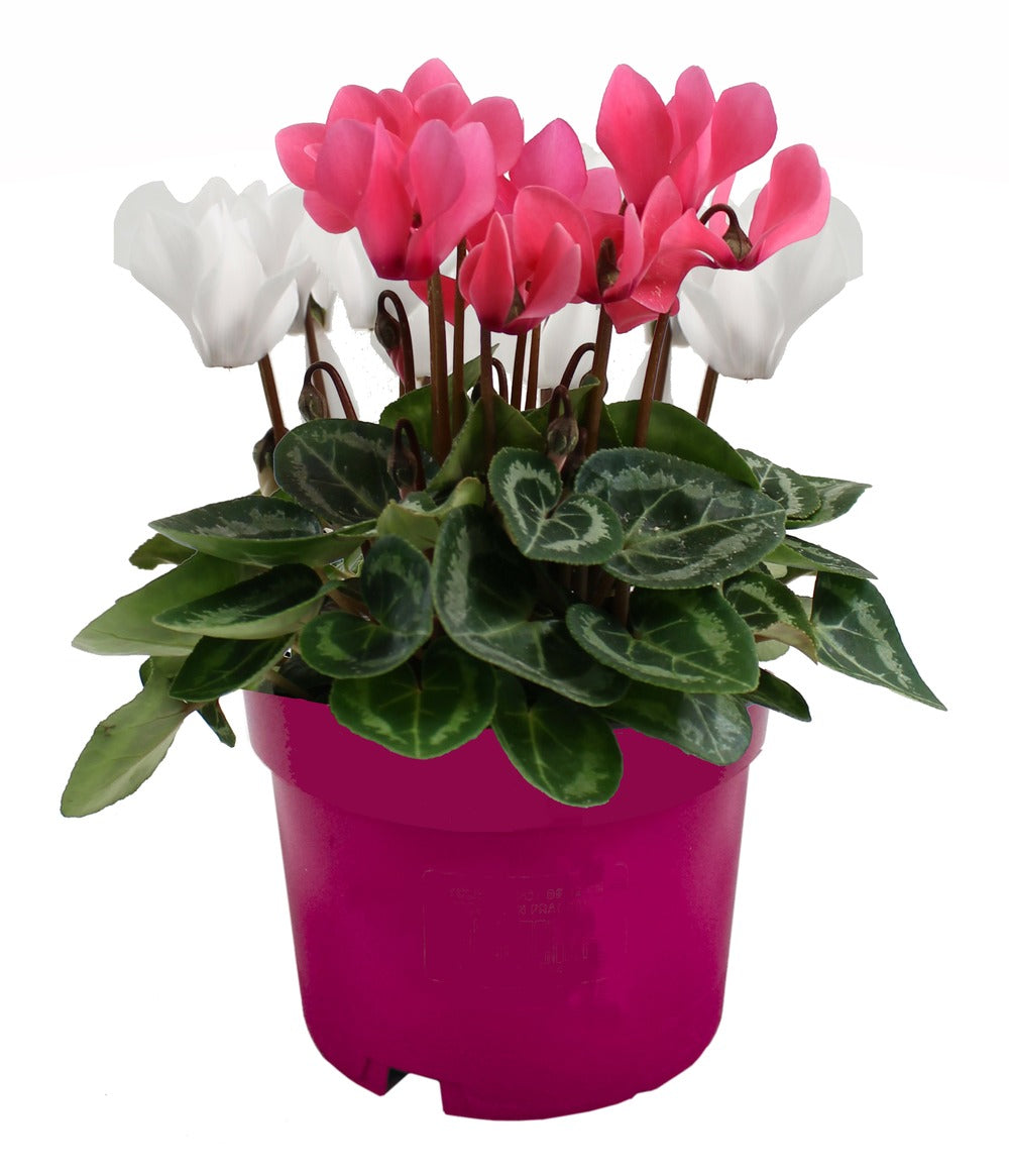  Cyclamen Mini Duo Pot 12 Cm Deco