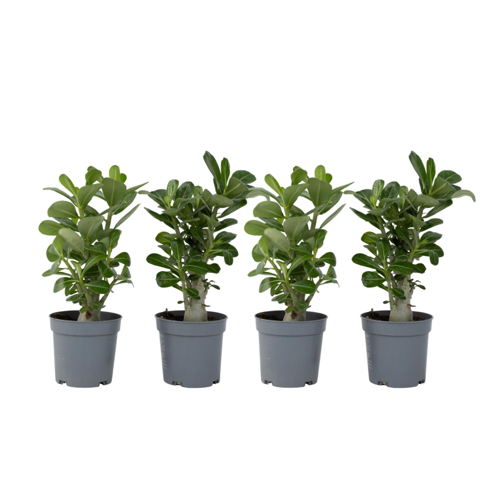 Rose Du Désert - Set De 4 - Adenium Obesum - Hauteur 25-40cm - ⌀10,5cm