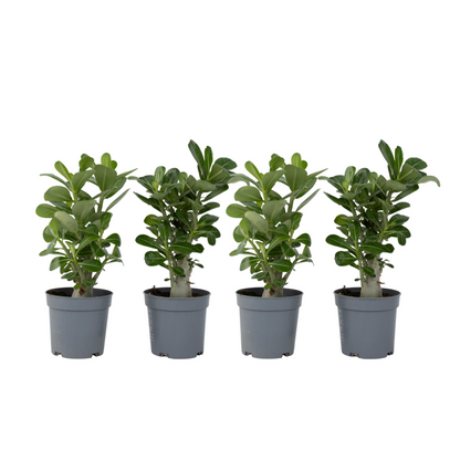  Rose Du Désert - Set De 4 - Adenium Obesum - Hauteur 25-40cm - ⌀10,5cm