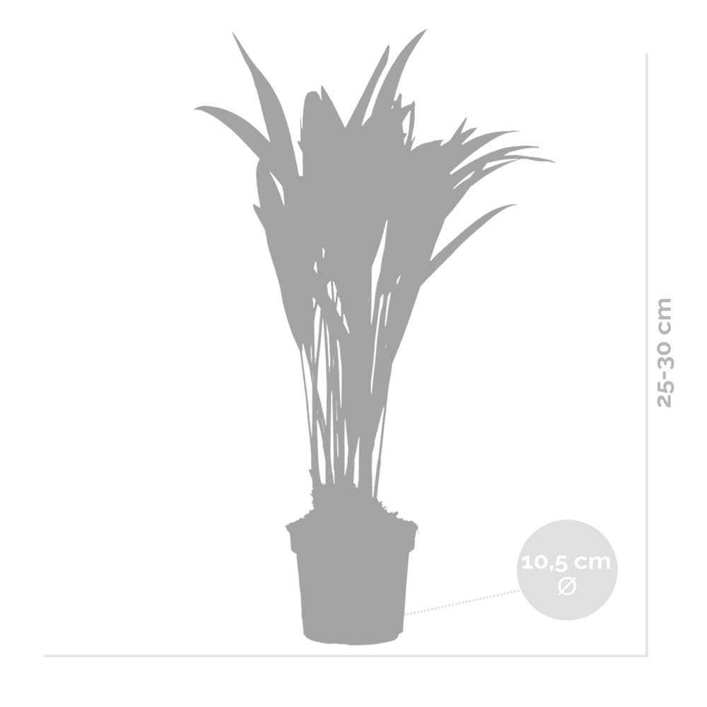  Dypsis Lutescens - Palmier Areca - Plantes D’intérieur - Hauteur 20-30 Cm - Pot 10,5 Cm