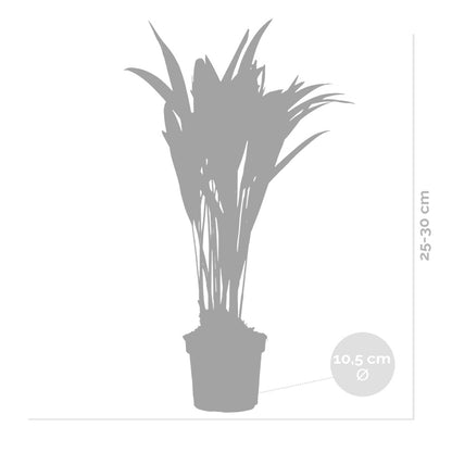  Dypsis Lutescens - Palmier Areca - Plantes D’intérieur - Hauteur 20-30 Cm - Pot 10,5 Cm