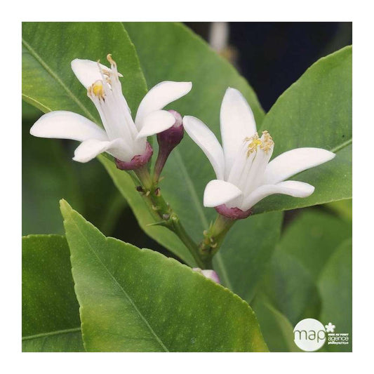  Citronnier "4 Saisons" : H.40/60 Cm - Pot De 5 Litres