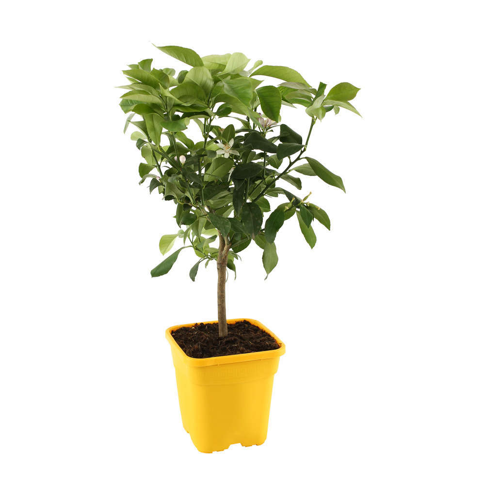  Citronnier "4 Saisons" : H.40/60 Cm - Pot De 5 Litres