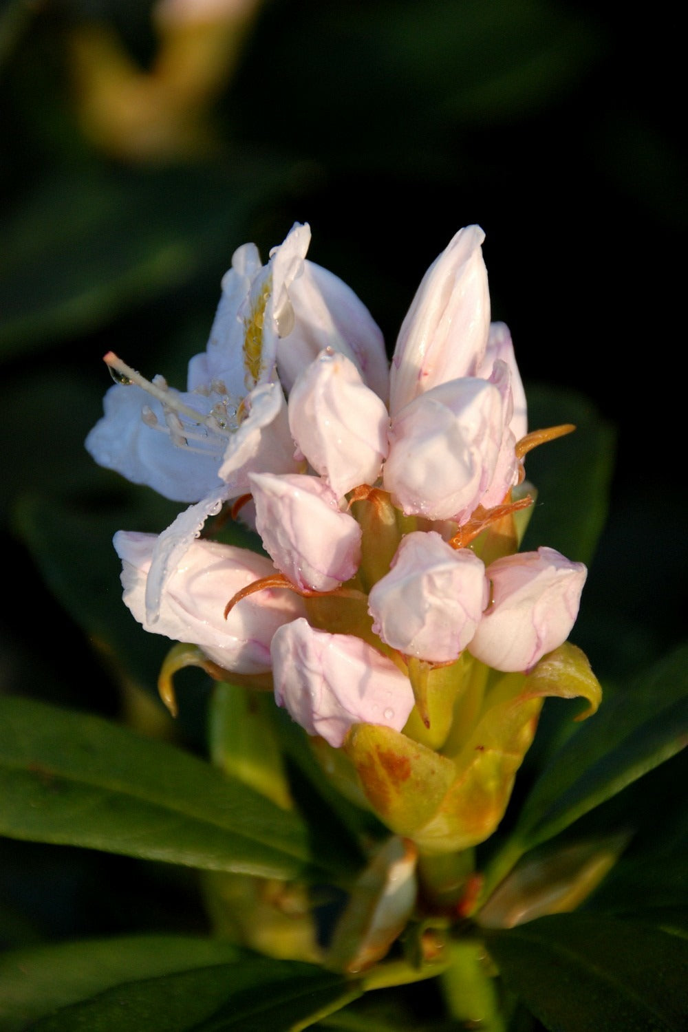  Rhododendron 'mme Masson' - En Pot De 5 Litres