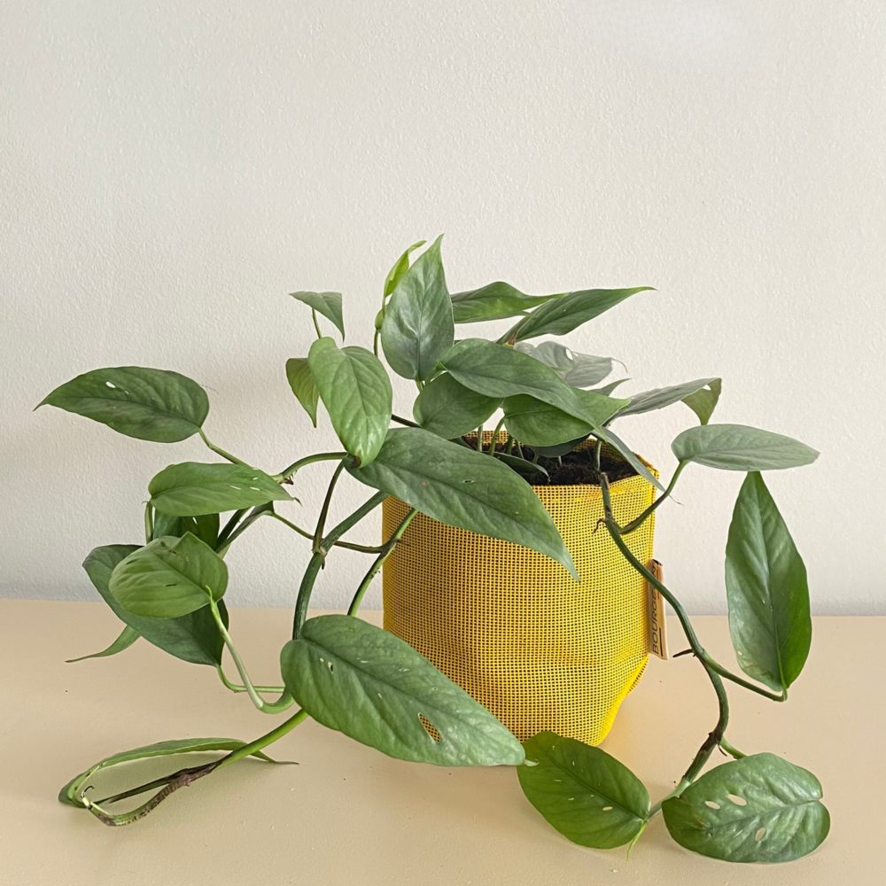  Epipremnum Cebu Blue 30cm + Pot Respirant Jaune ø15cm