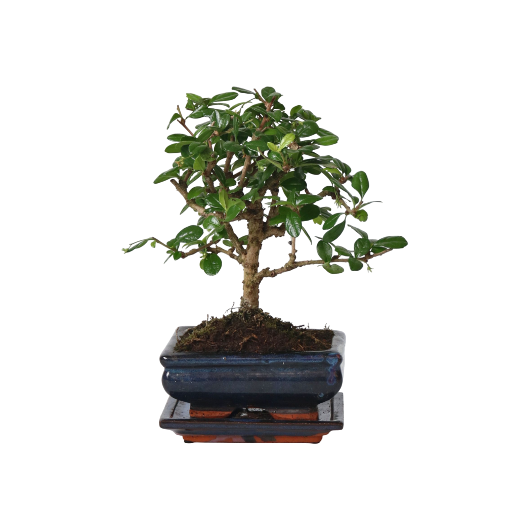  Bonsaï - Carmona Microphylla - Hauteur 25-30cm - ⌀15cm