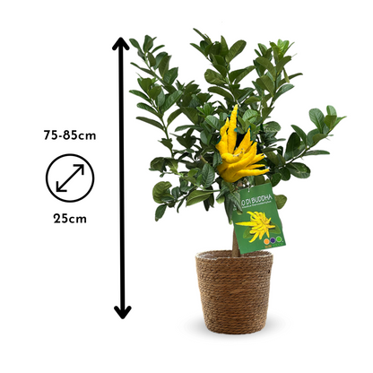  Main De Bouddha Avec Panier En Jonc De Mer - Agrume Méditerranéen - Arbre Fruitier - ↕ 75-85 Cm - ⌀ 25 Cm