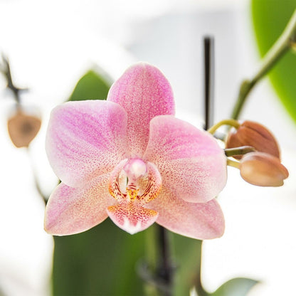  Offre Combi: 2 Orchidées Treviso Vieux Rose Ave Pot Cm - Plante D'intérieur