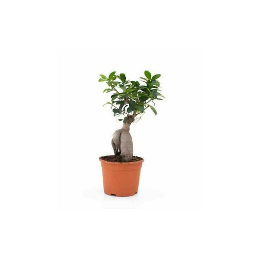  Ficus Microcarpa 'compacta' Ginseng Grosses Racines Pot De 2 Litres ? 20/30 Cm