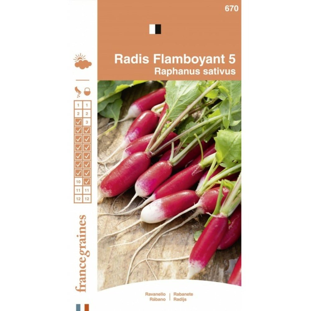  France Graines - Radis Flamboyant