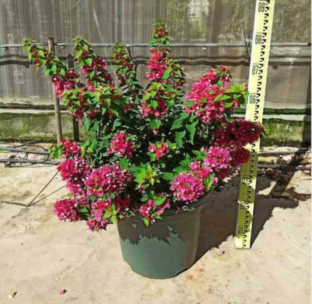  Bougainvillier Bougainvillier 'mini Thai' (bougainvillier Nain) Pot De 130l 150/175cm