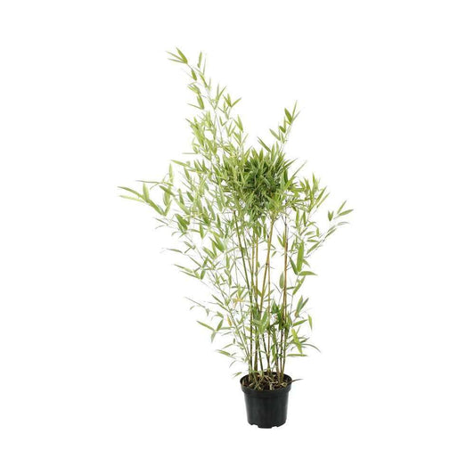  Bambou Moyen Phyllostachys Humilis: Pot De 3 Litres