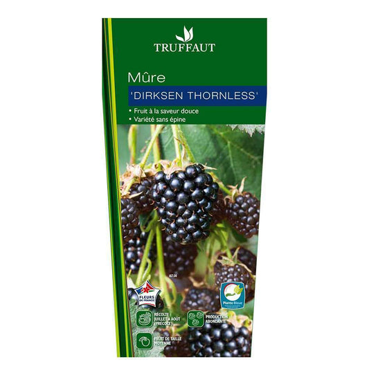  Mûrier 'Dirksen Thornless' : Pot De 1,5 Litres