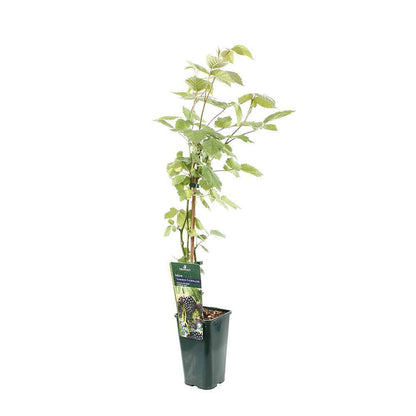 Mûrier 'Dirksen Thornless' : Pot De 1,5 Litres