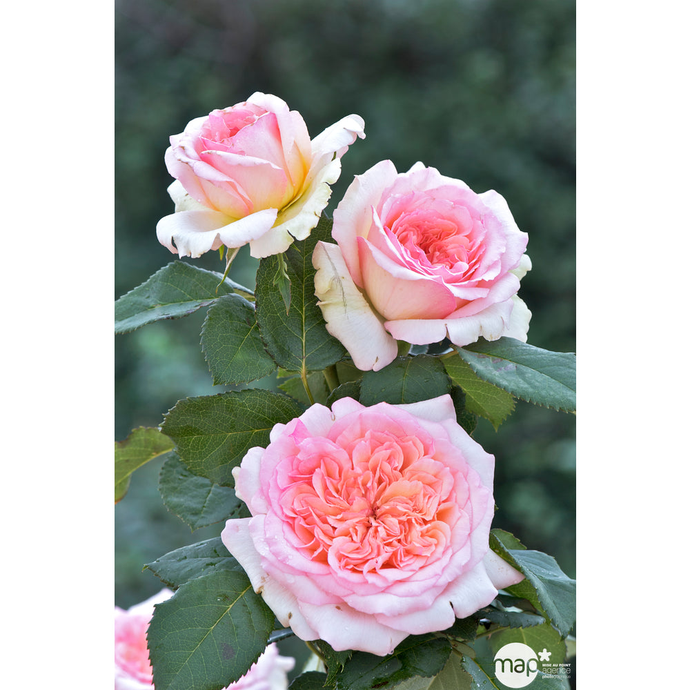  Rosier Buisson 'George Sand®' (Lapsan) Label Rouge : Pot De 5 Litres