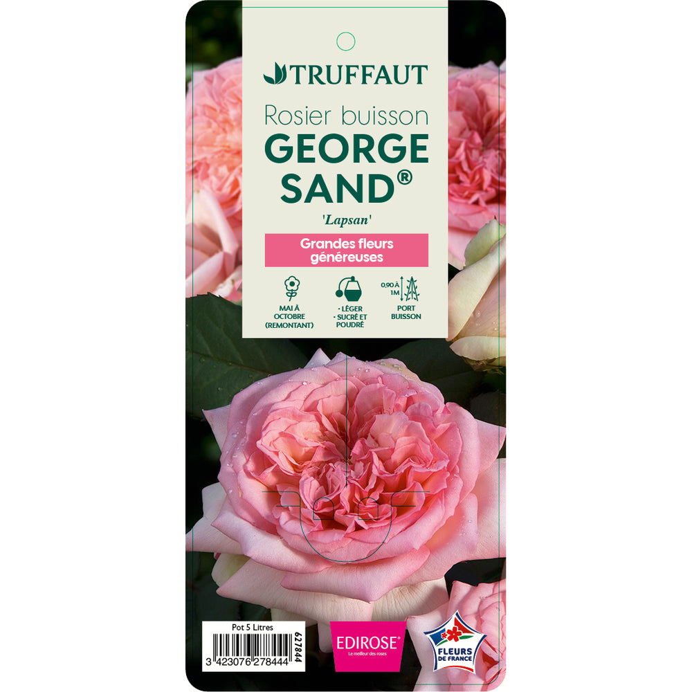  Rosier Buisson 'George Sand®' (Lapsan) Label Rouge : Pot De 5 Litres