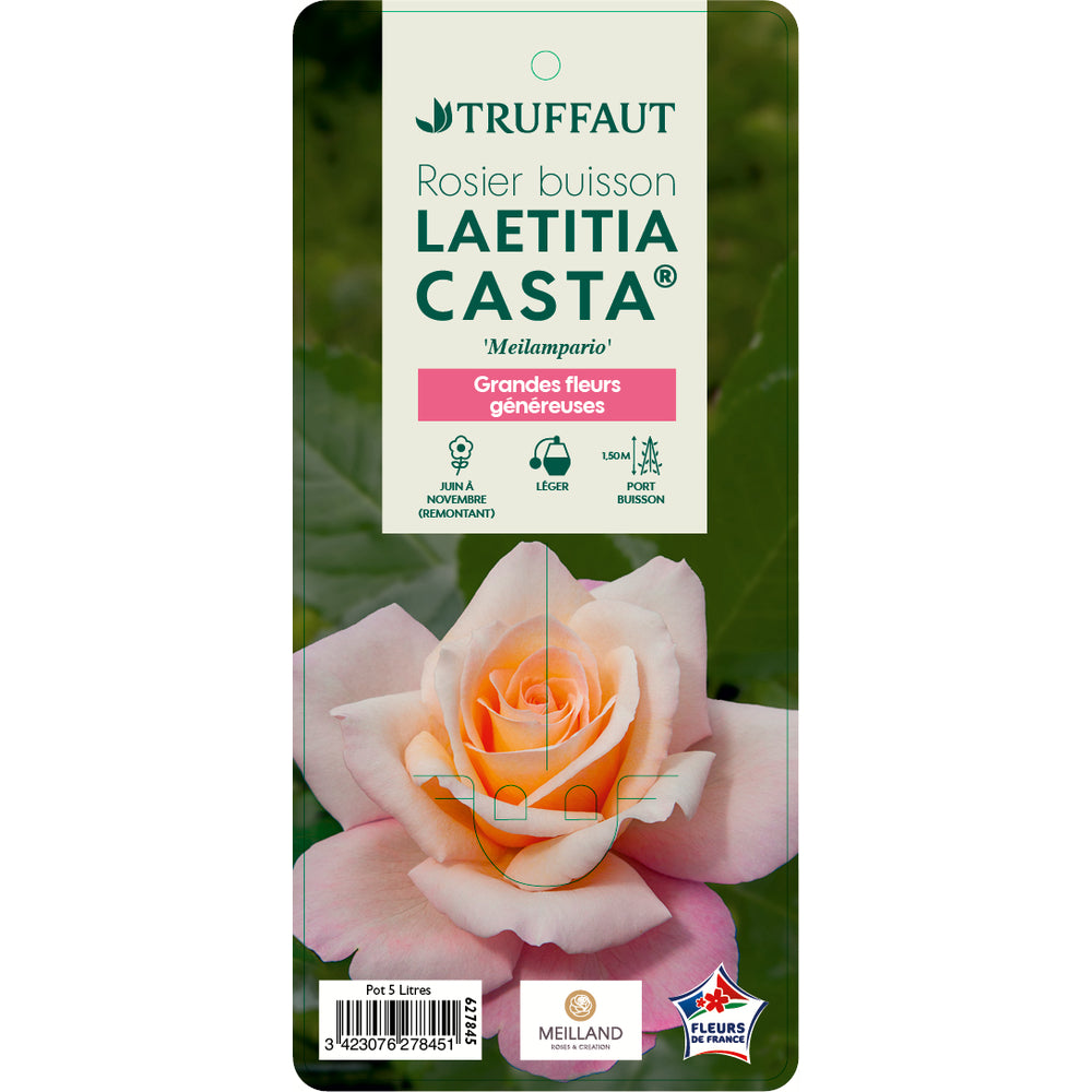  Rosier Buisson 'Laetitia Casta®' (Meilampario) Label Rouge : Pot De 5L