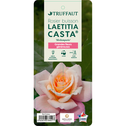  Rosier Buisson 'Laetitia Casta®' (Meilampario) Label Rouge : Pot De 5L