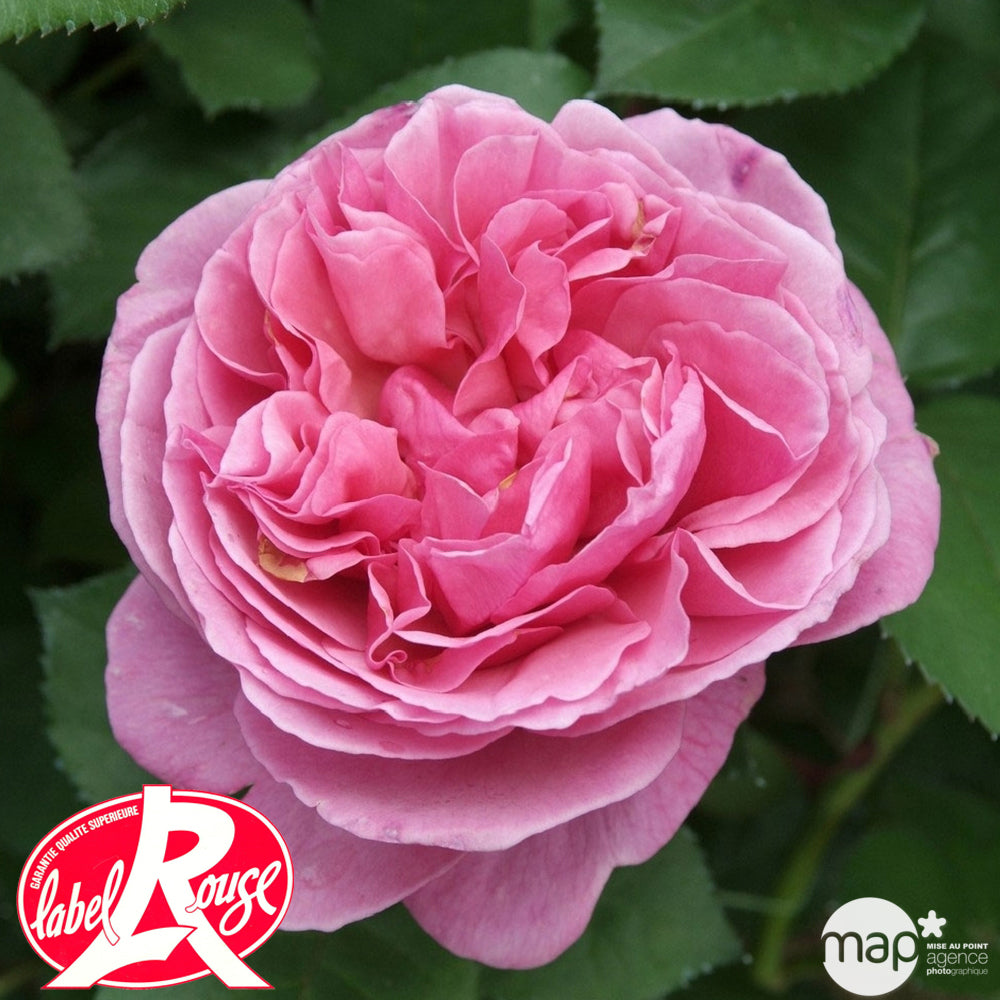  Rosier Buisson 'Line Renaud®' (Meiclusif) Label Rouge: Pot De 5 Litres