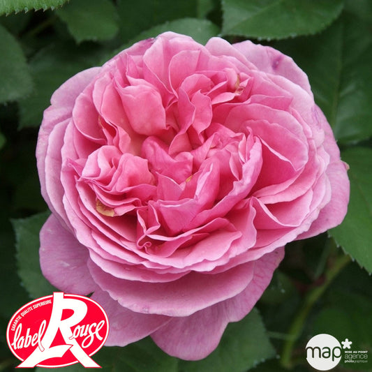  Rosier Buisson 'Line Renaud®' (Meiclusif) Label Rouge: Pot De 5 Litres