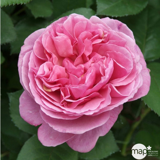  Rosier Buisson 'Line Renaud®' (Meiclusif) Label Rouge: Pot De 5 Litres