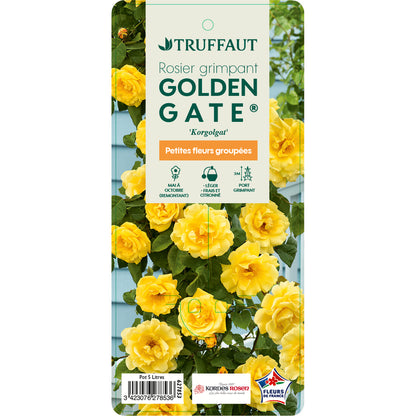  Rosier Grimpant 'Golden Gate®' (Korgogalt) Label Rouge : Pot 5 Litres