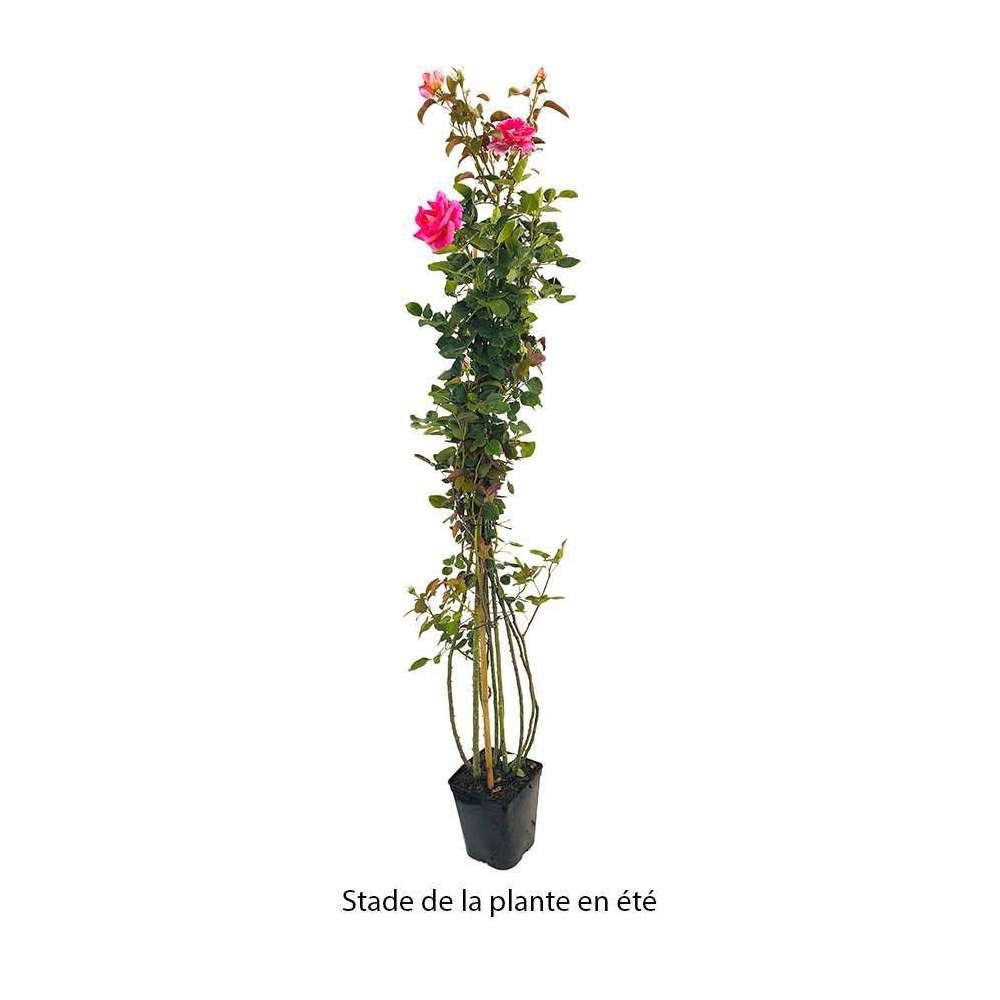  Rosier Grimpant 'Parfum Royal®' (Nirparf) Label Rouge: Pot De 5 Litres